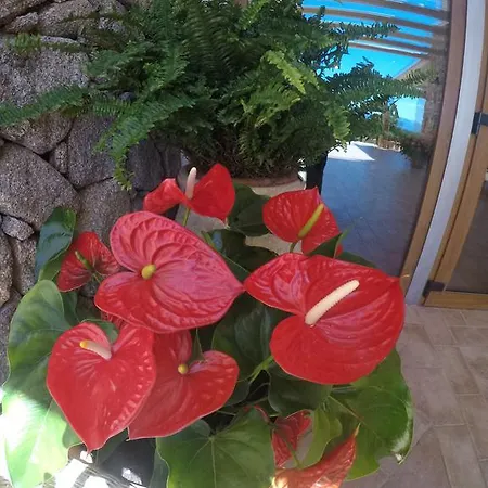 Gustui Maris Cala Gonone